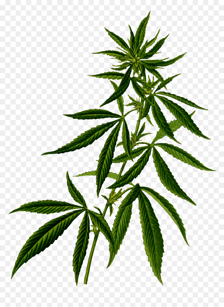 Marijuana Plant, HD Png Download - plant png
