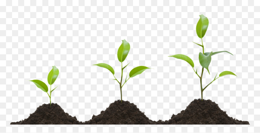 Plant Growth Regulators, HD Png Download - plant png
