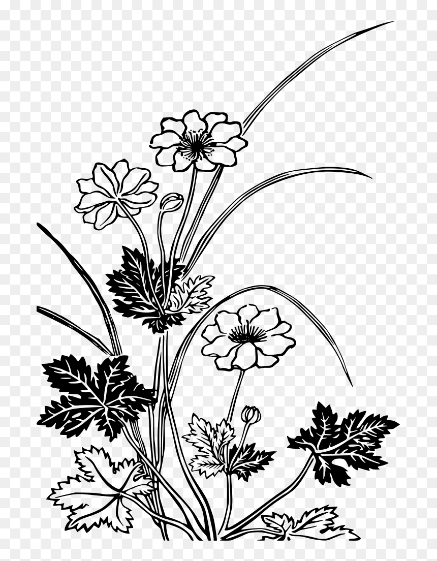Flowering Plants Black And White, HD Png Download - plant png