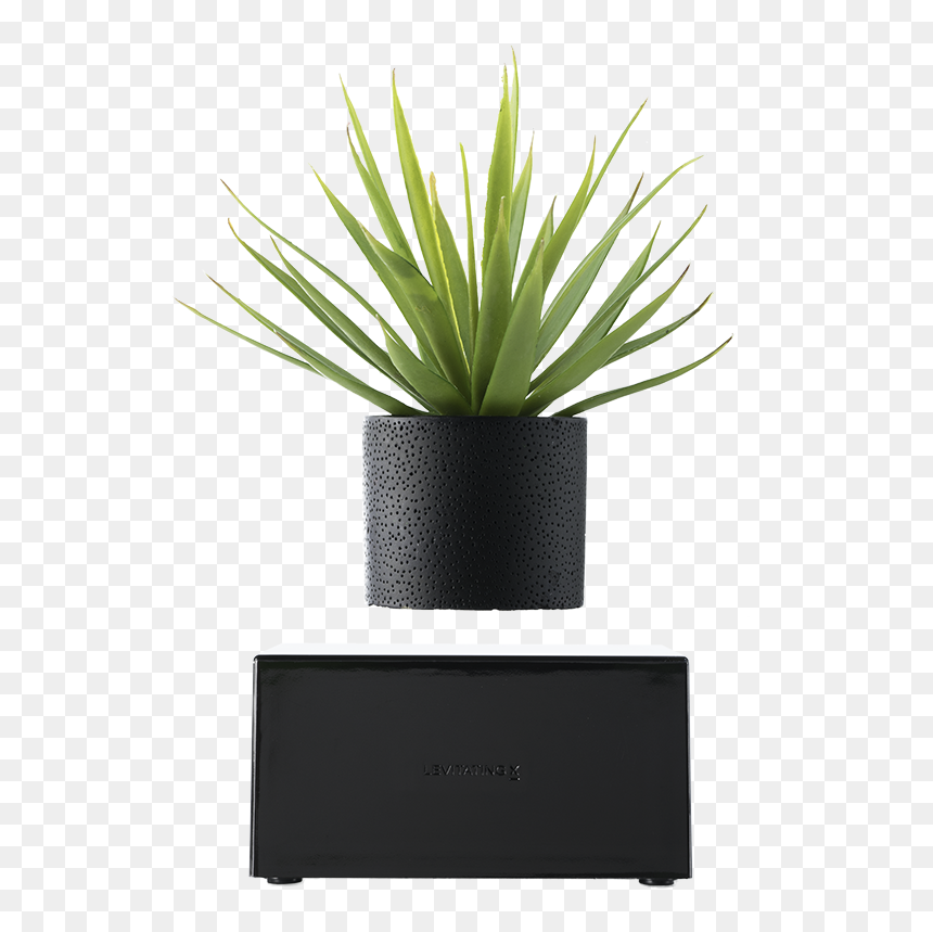 Plant In Black Vase, HD Png Download - plant png