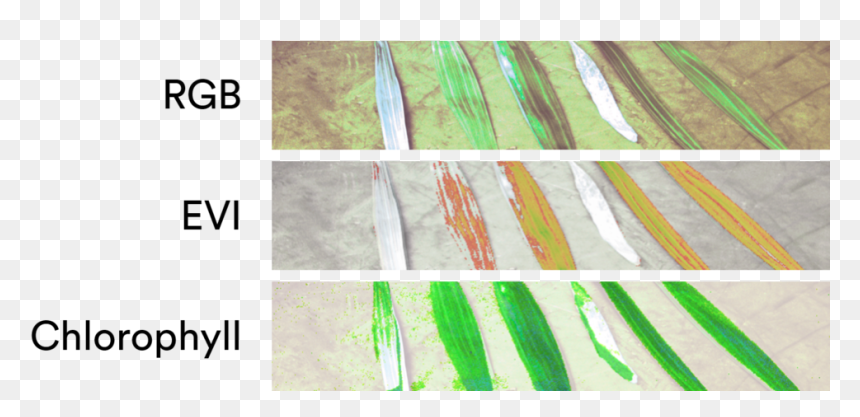 Parallel, HD Png Download - plant png