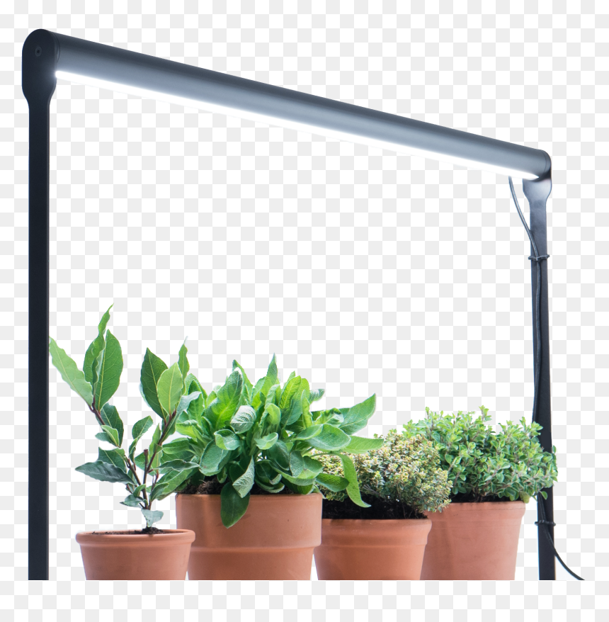 Flowerpot, HD Png Download - plant png