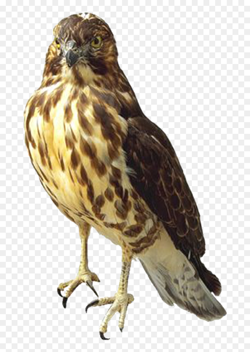 Falcon Transparent, HD Png Download - hawk png