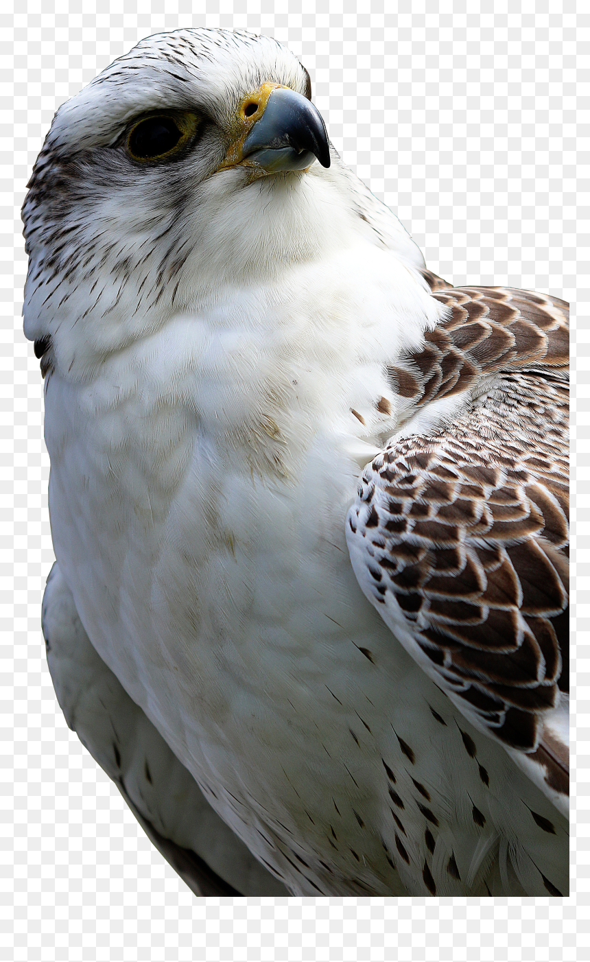 Hawk Png, Transparent Png - hawk png