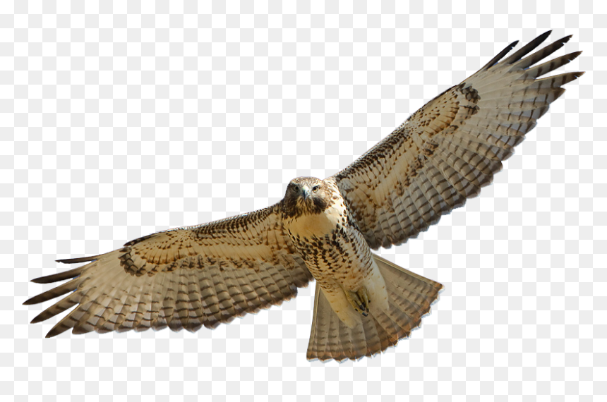 Hawk, HD Png Download - hawk png