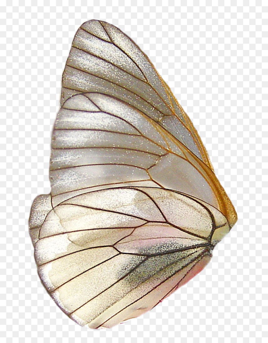 Butterfly Png, Transparent Png - fairy wings png