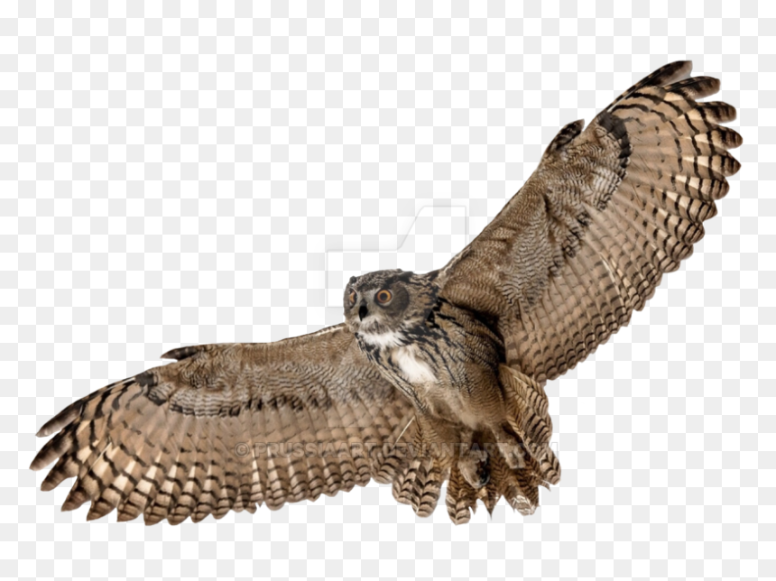 Owl Transparent, HD Png Download - hawk png
