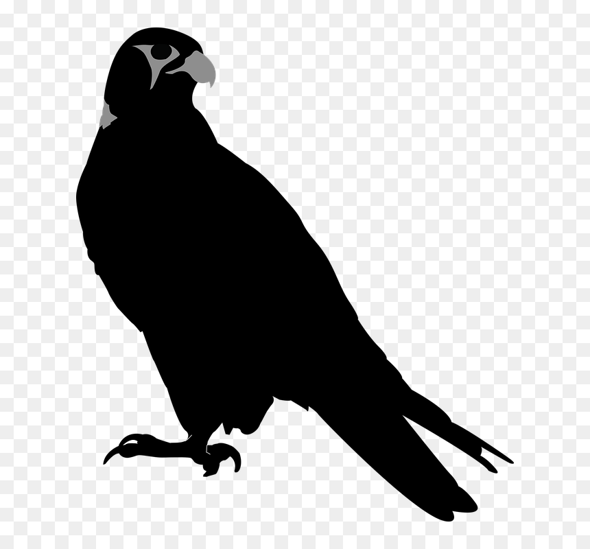 Faucon Silhouette, HD Png Download - hawk png