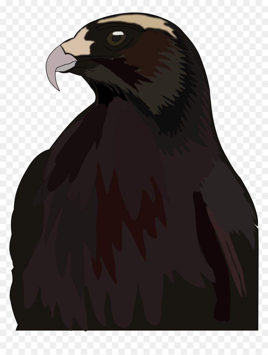 Red-tailed Hawk, HD Png Download - hawk png