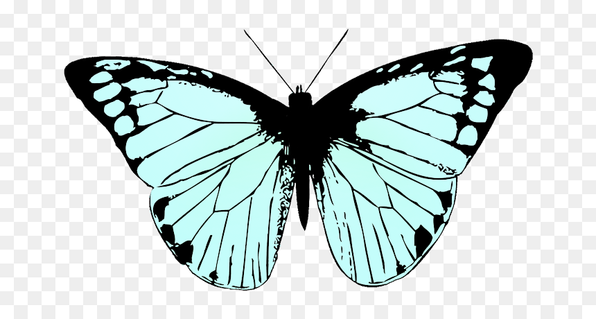 Butterfly Wings With A Transparent Background, HD Png Download - fairy wings png