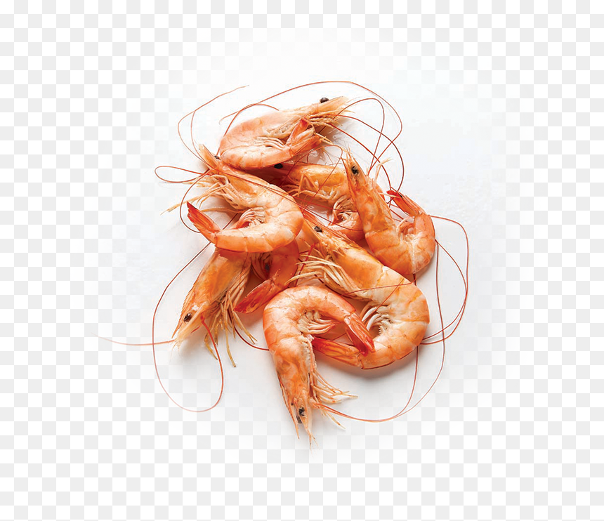 Shrimp Png Transparent, Png Download - shrimp png