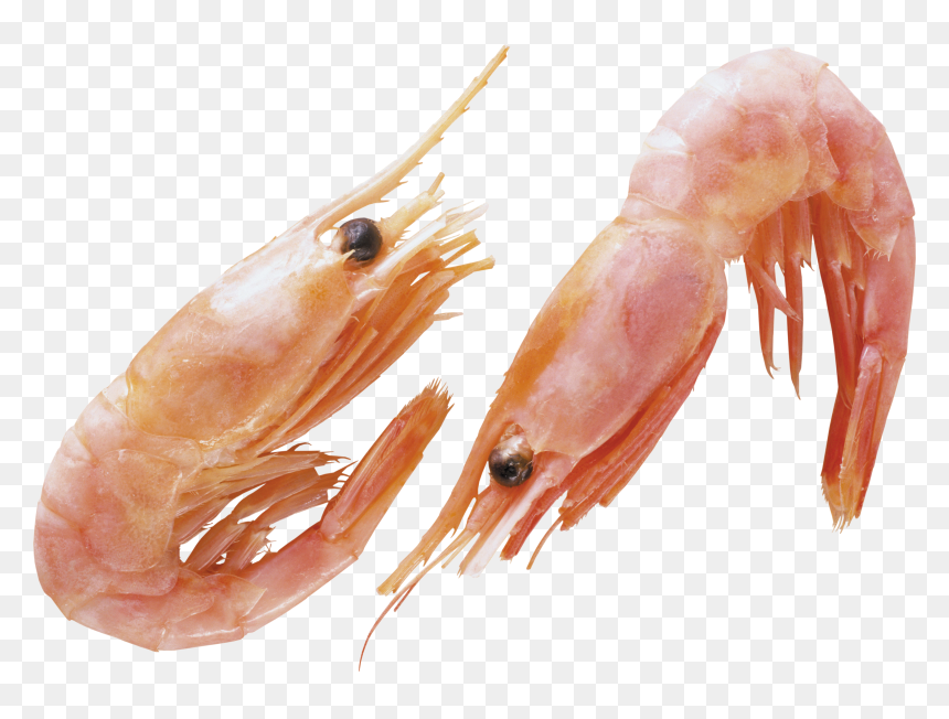Shrimps Png, Transparent Png - shrimp png