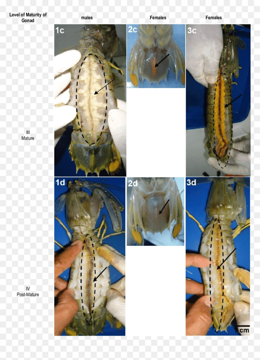 Morphology Of Mantis Shrimp, HD Png Download - shrimp png