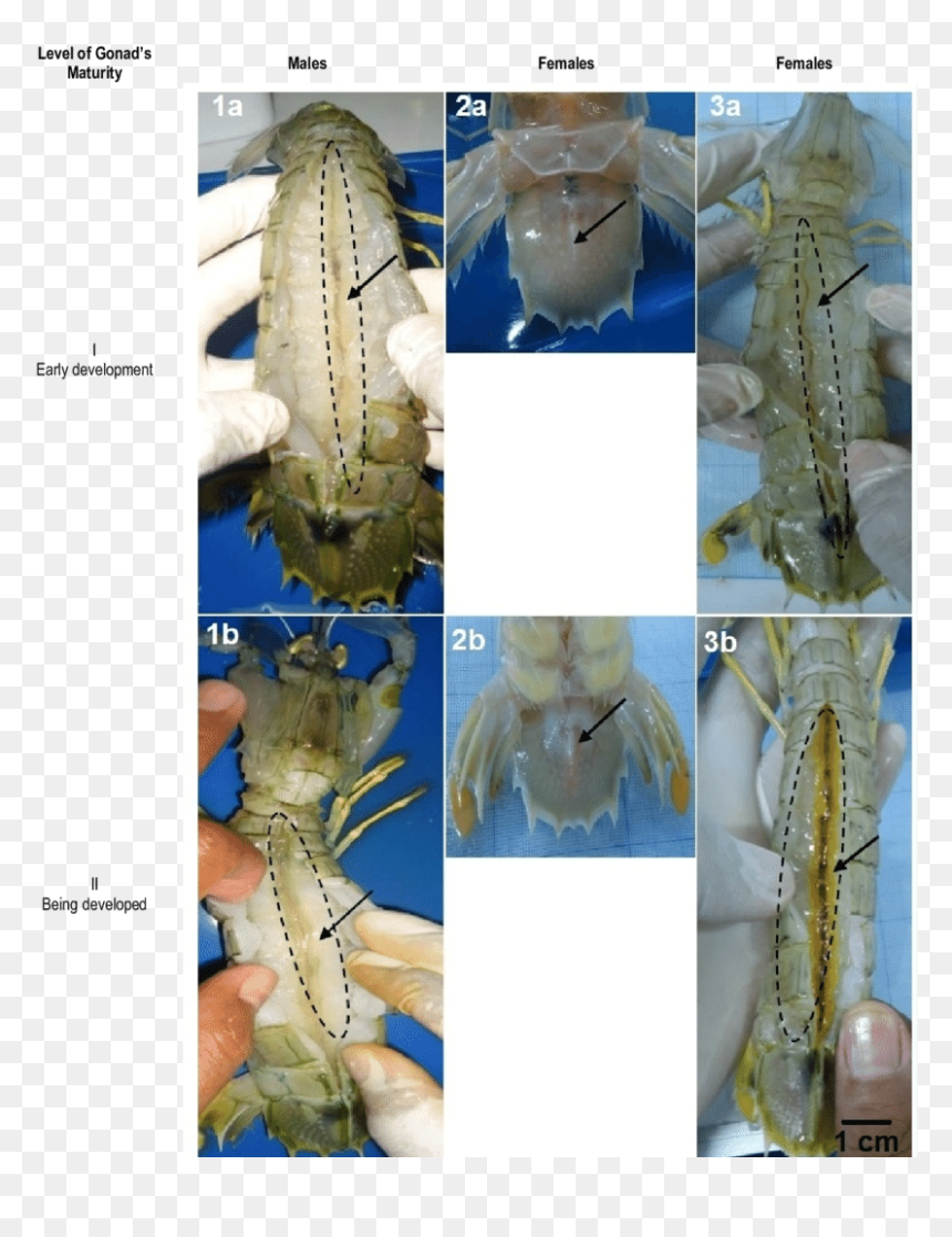 Isopod, HD Png Download - shrimp png