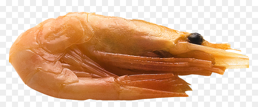 Caridean Shrimp, HD Png Download - shrimp png