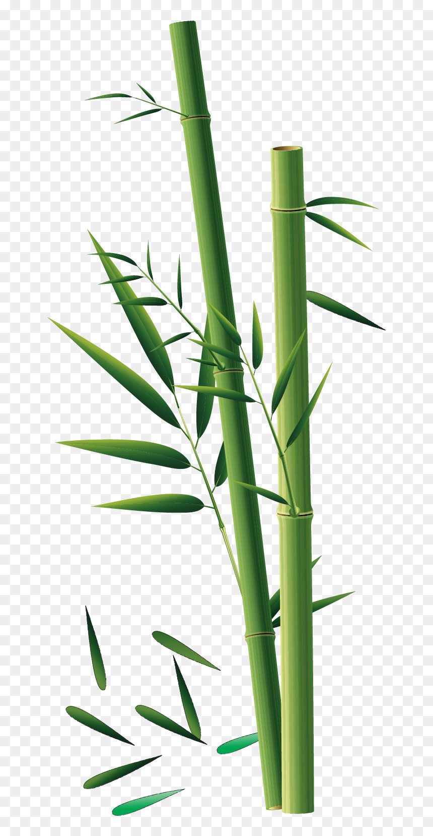 Bambusy Png, Transparent Png - bamboo plants png