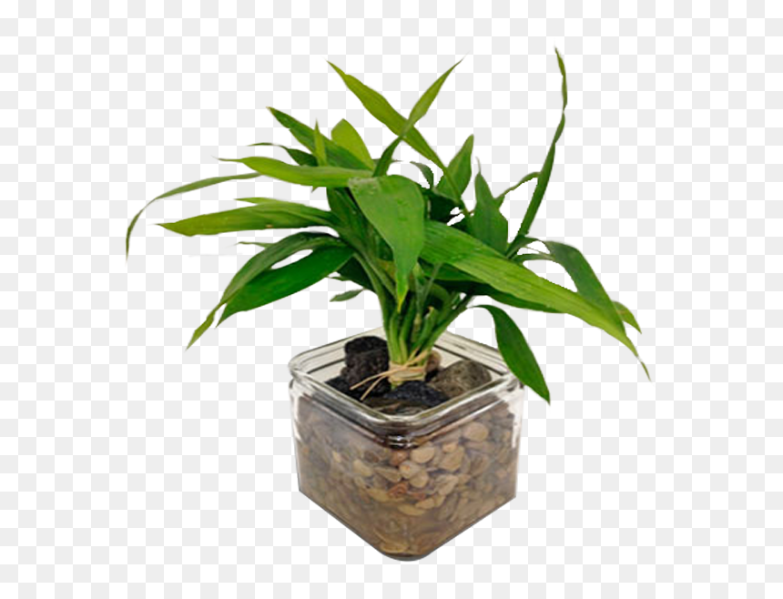 Lucky Bamboo, HD Png Download - bamboo plants png