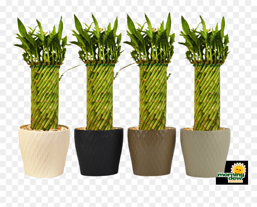 Flowerpot, HD Png Download - bamboo plants png
