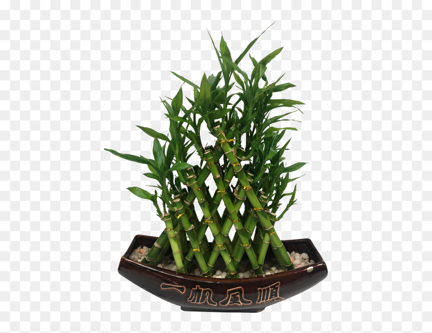 Grass, HD Png Download - bamboo plants png