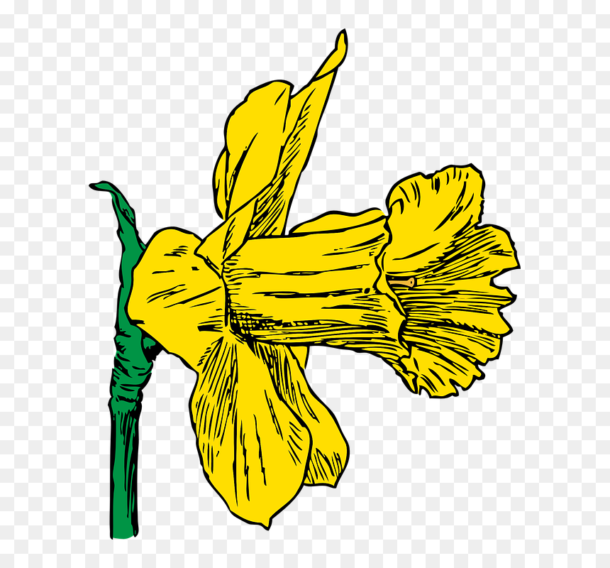 Transparent Spring Season Clipart Png - Daffodil Clip Art, Png Download - spring season clipart png