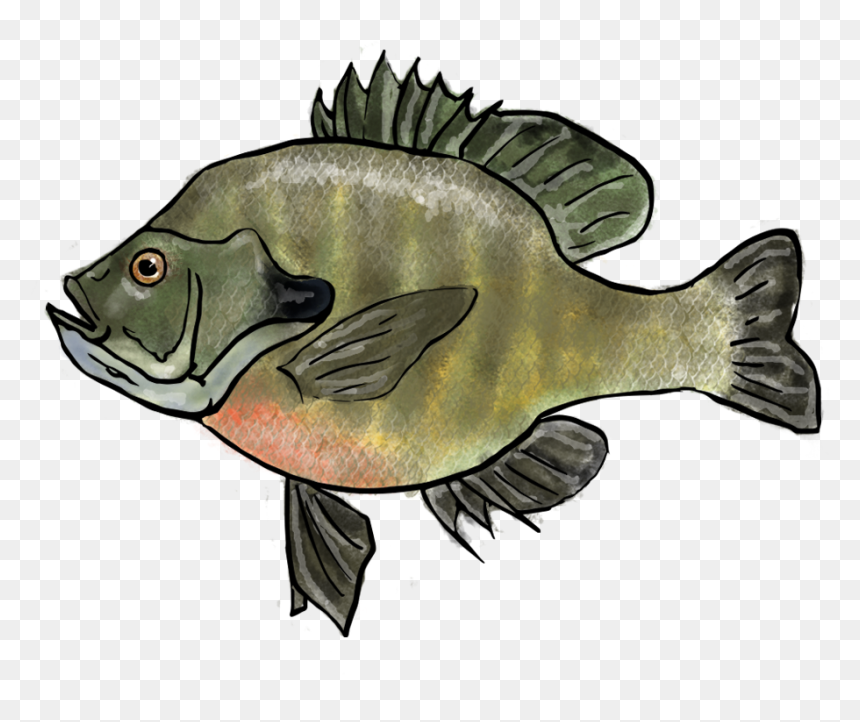 Transparent Tadpole Png - Bony-fish, Png Download - tadpole png