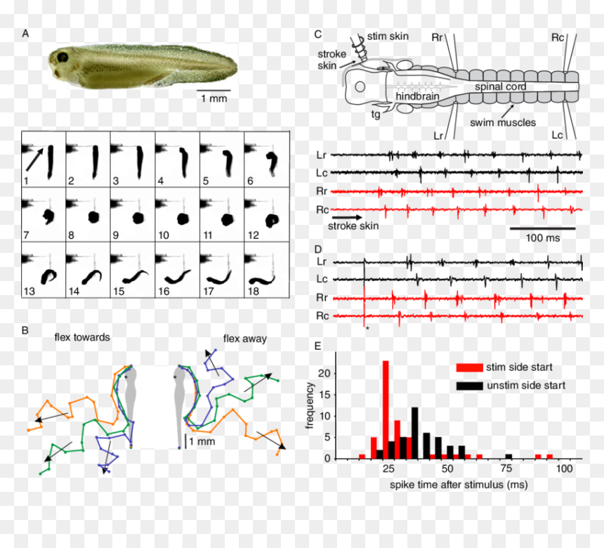 Diagram, HD Png Download - tadpole png