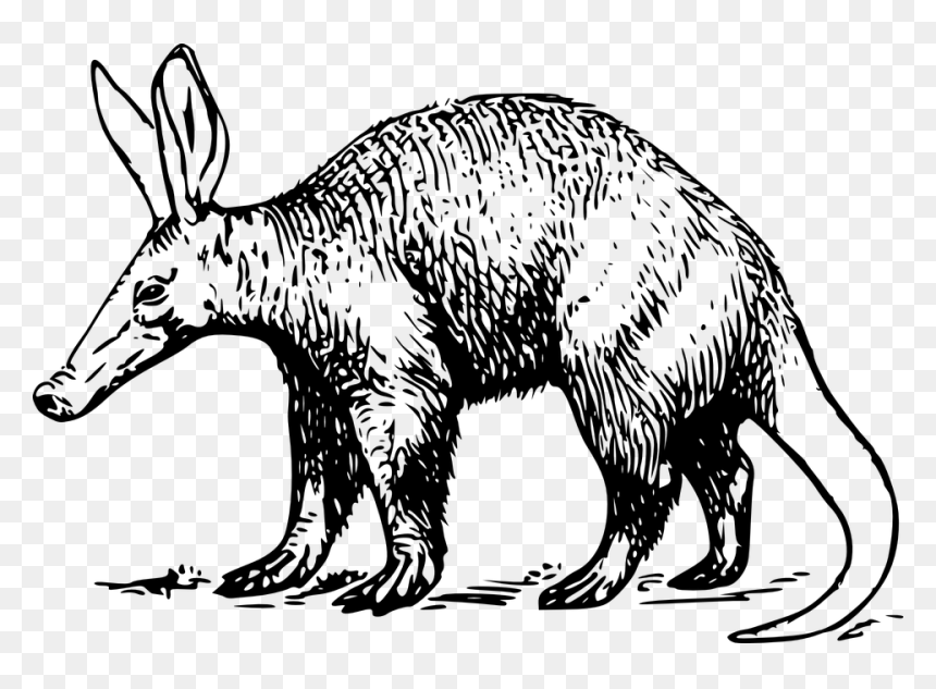 Transparent Aardvark Png - Aardvark Clipart Black And White, Png Download - aardvark png