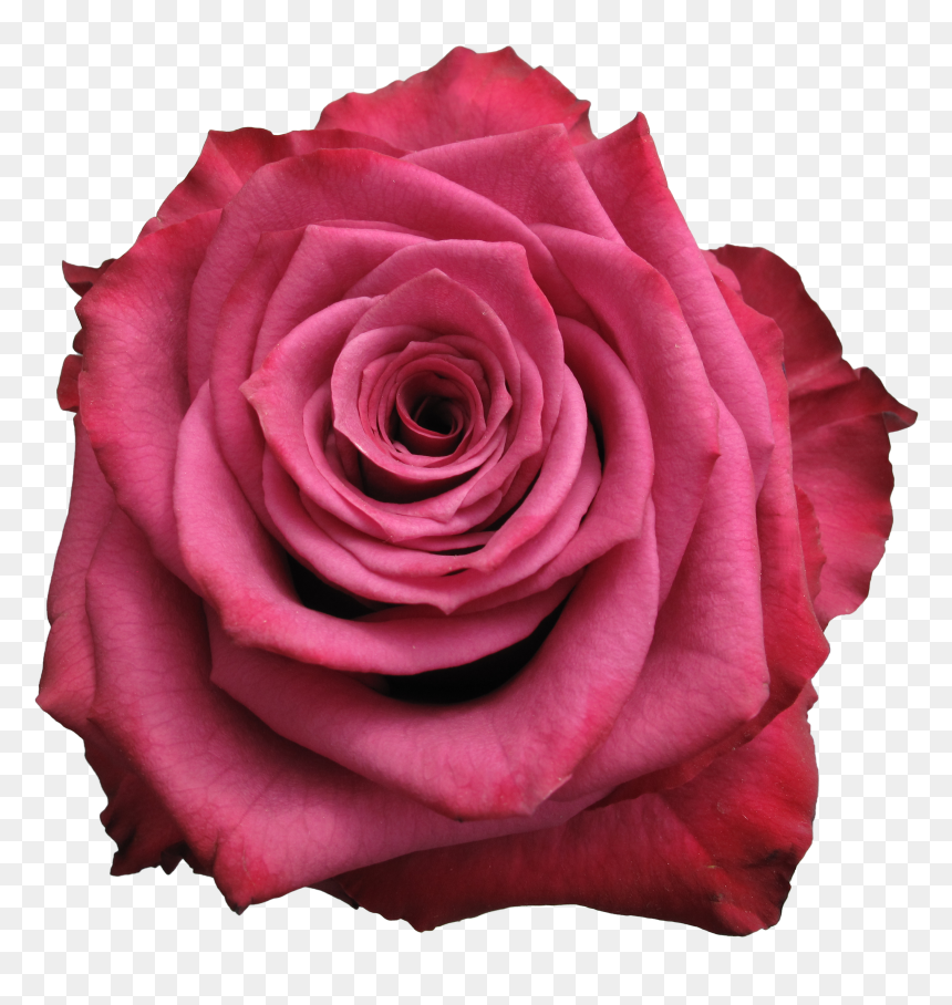 Floribunda, HD Png Download - rose falling png