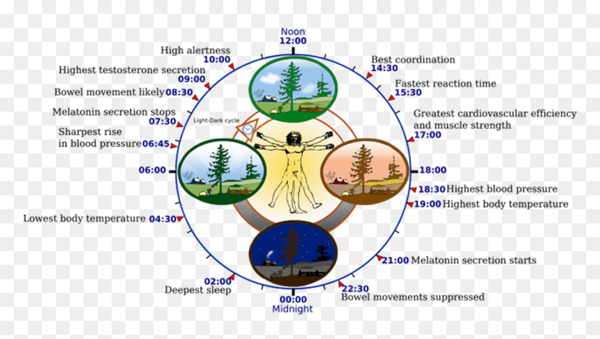 Human Biological Clock, HD Png Download - chandraghanta png