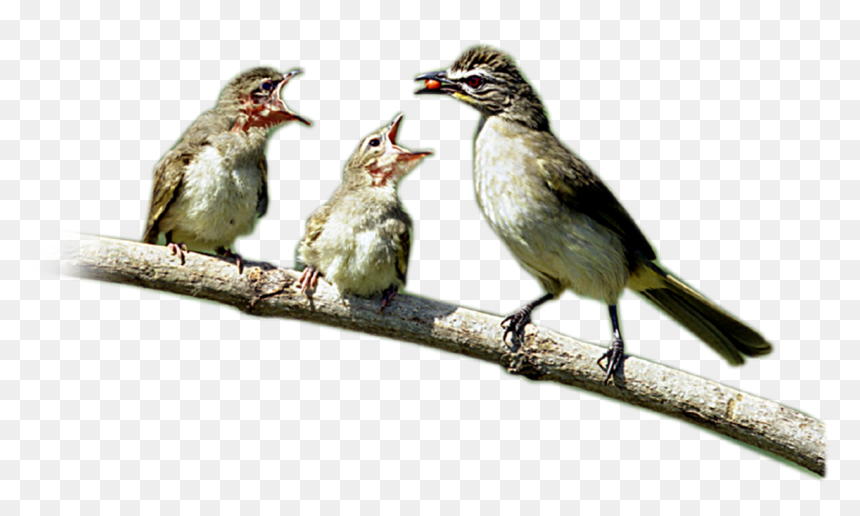 Lark, HD Png Download - birds png photoshop