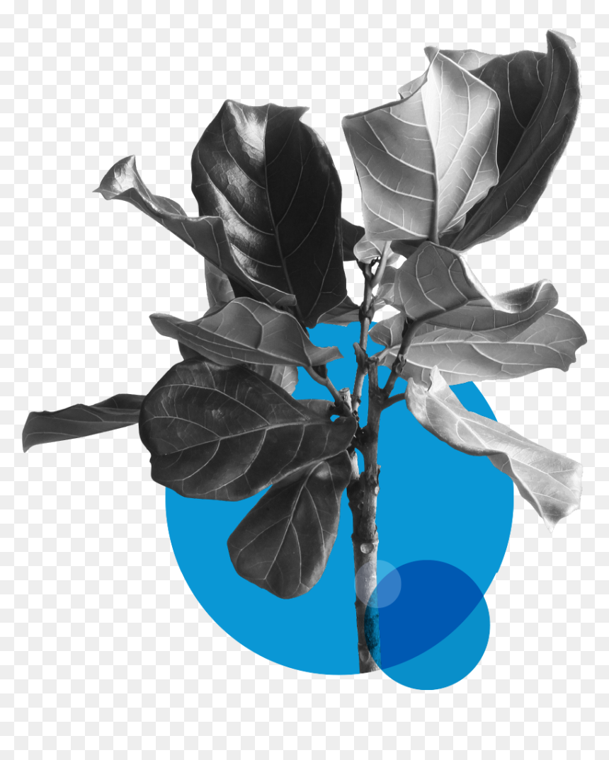 Urban Systems And The Circular Economy - Plant, HD Png Download - dry tree branches png