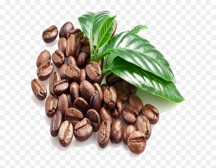 Coffee Bean Unroasted Coffee Bean S13, S16, S18 For - Cafe De Veracruz Png, Transparent Png - green coffee bean png