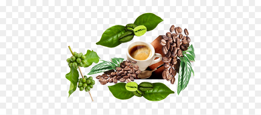 Superfood, HD Png Download - green coffee bean png