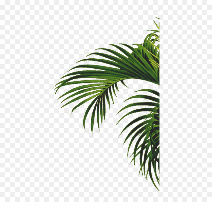 Roystonea, HD Png Download - single coconut tree png