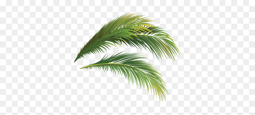 Attalea Speciosa, HD Png Download - single coconut tree png