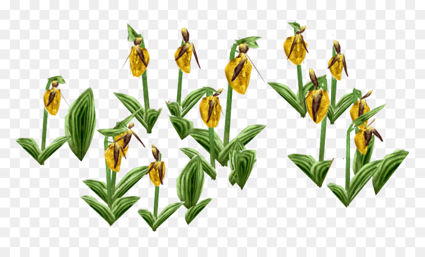 Erythronium Dens-canis, HD Png Download - slipper png
