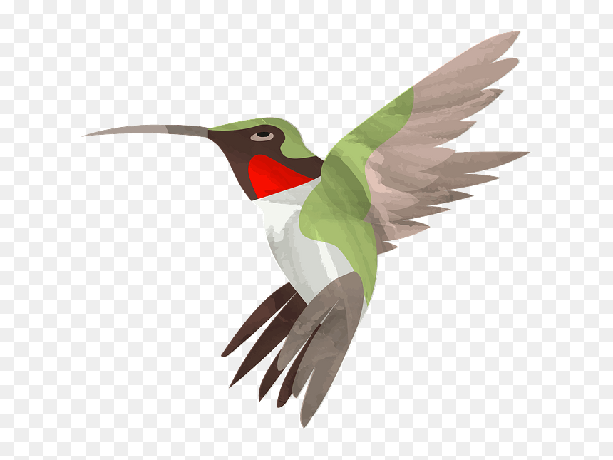 Ruby-throated Hummingbird, HD Png Download - birds .png