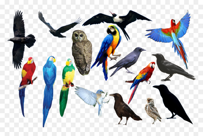 All Birds Images Png, Transparent Png - birds .png