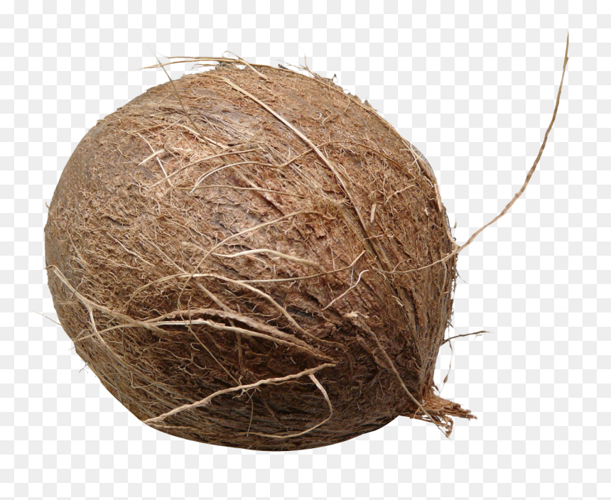 Download Coconut Png Image - Brown Coconut Png, Transparent Png - 3d coconut tree png