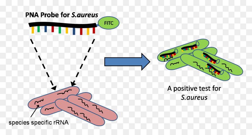 File - Pna-fish - Sap 2 Tier Architecture, HD Png Download - blood test png