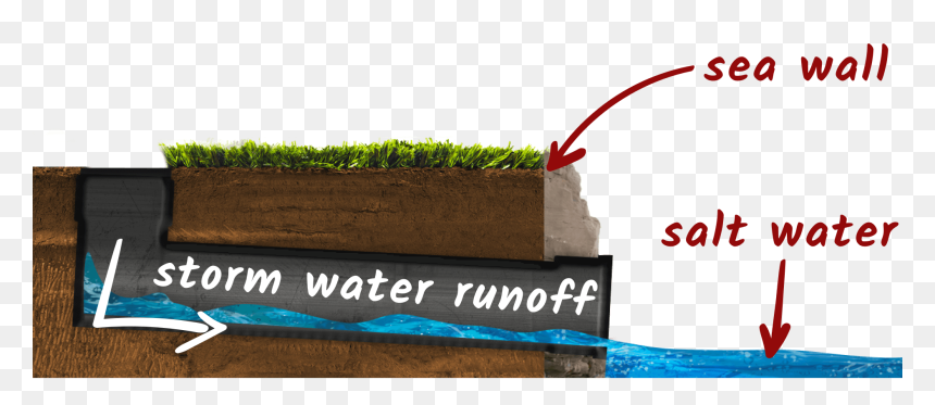 Grass , Png Download - Grass, Transparent Png - water grass png