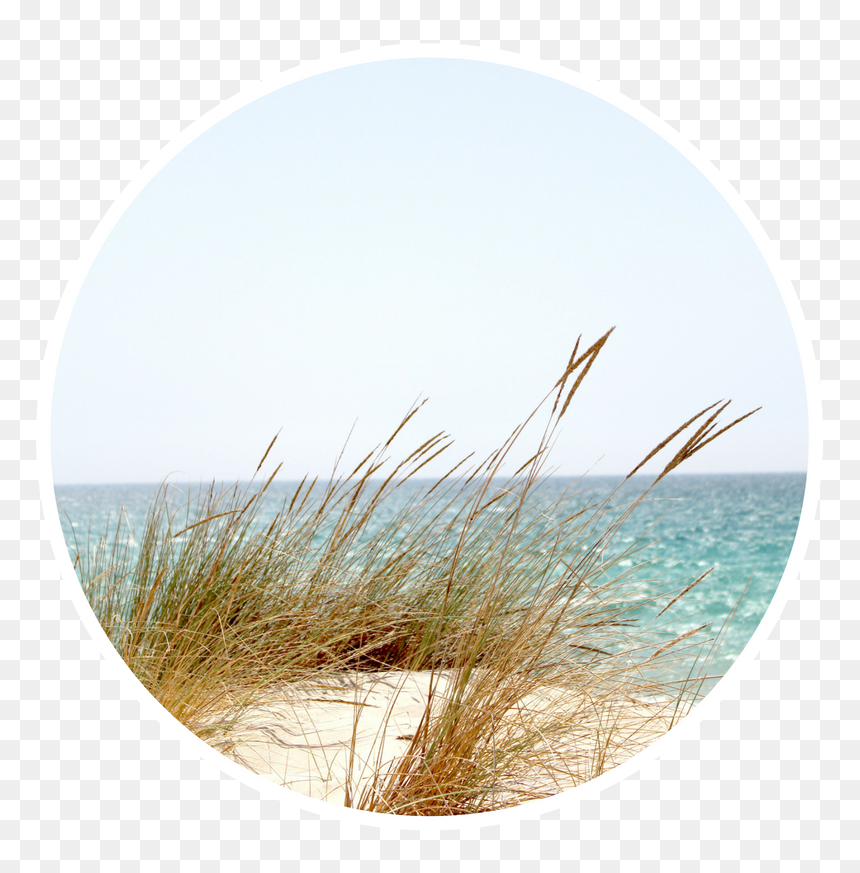 Transparent Beach Grass Png - Grassy Beach, Png Download - water grass png