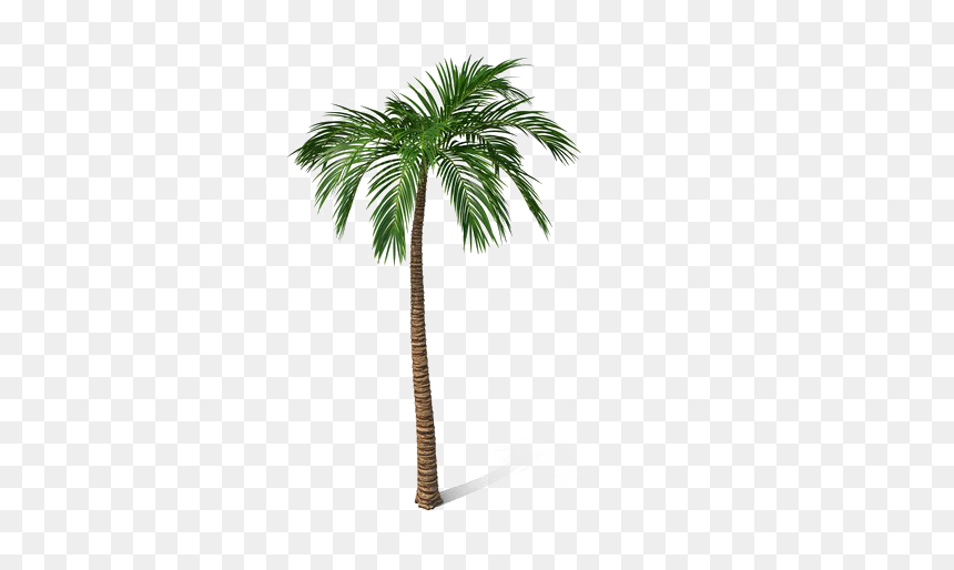 観葉 植物, HD Png Download - date tree png