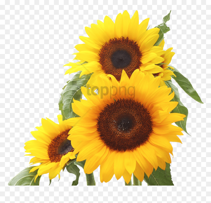 Free Png Sunflower Png Png Image With Transparent Background - Sunflower In White Backgrounds, Png Download - white sunflower png