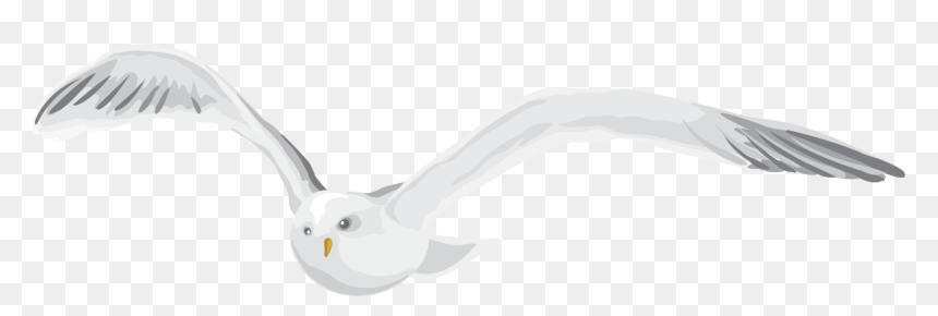 Seabird, HD Png Download - white pigeon flying png