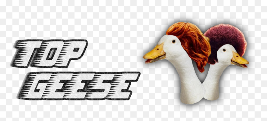 Transparent Geese Png - Johnny Harrington, Png Download - beard png image