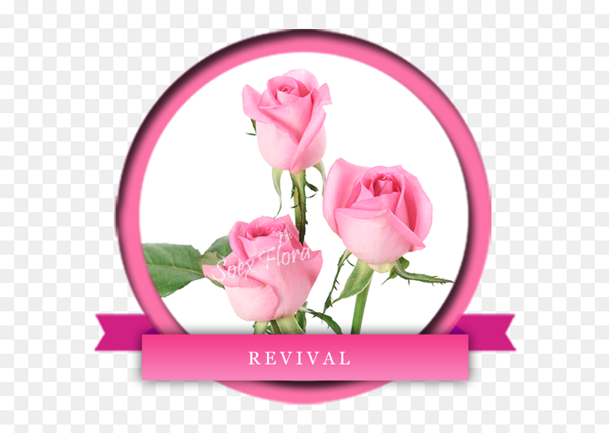 Taj Mahal /top Secret Rose Grower And Exporter In Malaysia, - Rose, HD Png Download - taj mahal clip art png