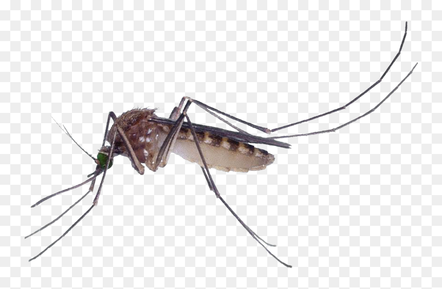 Marsh Mosquitoes Pest Control Culex Pipiens Fly - Mosquitoes Png, Transparent Png - no mosquito png