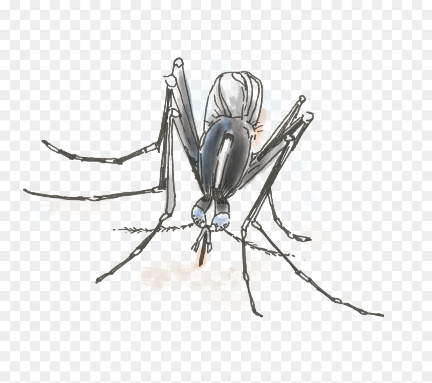 Clip Art Mosquito Pictures, HD Png Download - no mosquito png
