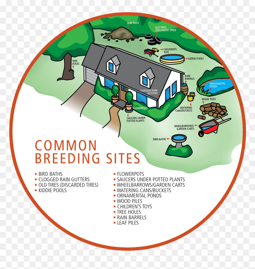 Mosquito Breeding In Homes, HD Png Download - no mosquito png